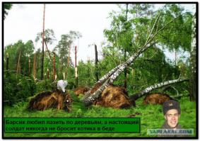  Фотожабы про спасение Барсика