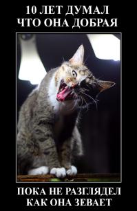 30 способов использования котов в хозяйстве