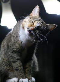 Фотогеничность 