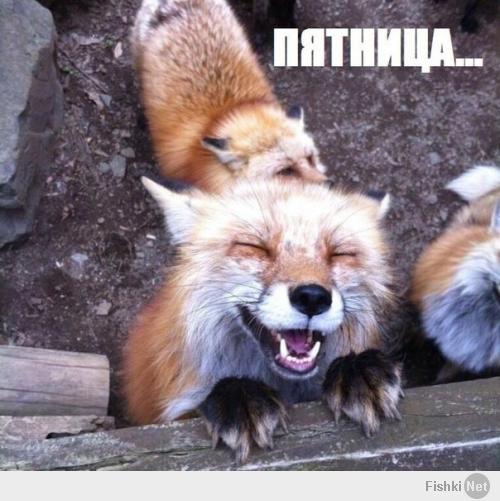 Фишкина солянка за 20.02.2014