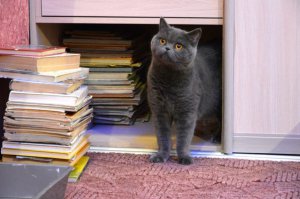 У моей очень профессорская физиономия!