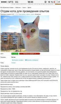 Котообъявления