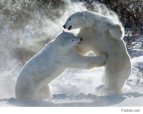 26. белые медведи неплохо боксируют