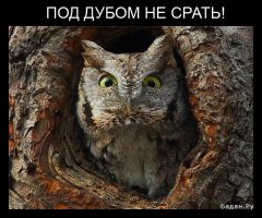 Филин, который любит приземляться на головы людей