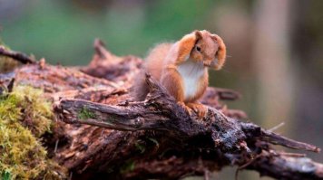 даже белка в а?уе