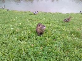 Этот  зверюга,меня сегодня чуть не загрыз,тоже походу печеньку хотел