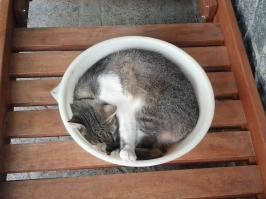 Котячий рай