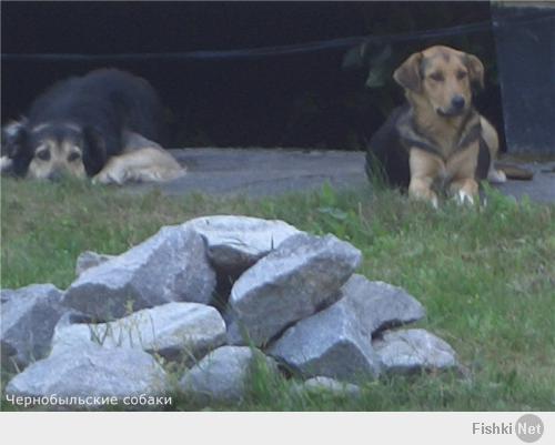 обычно на каких-нибудь диковинных зверей говорят "чернобыльские". а вот настоящие чернобыльские собаки 2007г.