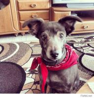 Мне в сад подкинули щенка. Беззубый, глаза открытые, но еще плохо видит. Кормили его детским питанием. Окраса он был коричневого, решили назвать его Бруно. (Браун - коричневый). Все было замечательно, пока не пошли к ветеринару на первый прививки. Тот спросил, как имя собачки, и услышав Бруно, с удивлением сказал:"Так это же сука." Непонятки вышли с нашей стороны, первый раз с щенком дело имели. Медсестра, оформлявшая паспорт, спросила:" Так как же мне ее записать?" . И Бруно прямо на месте превратился в Броню. Замечательная собака!