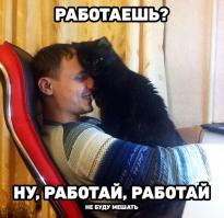 31 случай, когда коты были по-настоящему добрыми