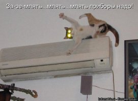 30 веселых фотографий с животными