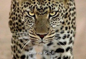 10 интересных фактов о кошачьих