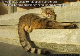 20 открыток с истинными мыслями замурчательных котов