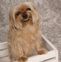 Животные, которые научат нас быть счастливыми