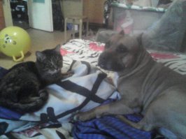 Мои тоже не ссорились))) Жаль, кот умер месяц назад, от старости... Пес ещё 2 недели после этого по квартире кота искал и грустил...