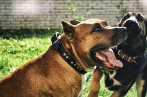 а это мой красавец, рыжий стафф, 8 лет, со своим лучшим другом, годовалой овчаркой)))