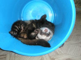 20 питомцев, которые ни на минуту не оставят вас в покое 