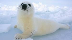 Хаха, был медведь стал....