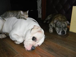 мои питомцы