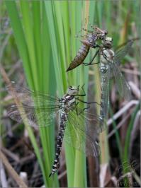 Про стрекоз забыли.
Может жить в воде десяток лет в виде личинки, а потом вылезает, расправляет крылья, и... летает от нескольких недель до нескольких месяцев - печальная судба...

Самой крупной из современных стрекоз признана Megaloprepus caeruleata, обитающая в Центральной и Южной Америке, она имеет длину тела 120 мм и размах крыльев 191 - мм

P.S.Почему сейчас не водятся такие огромные насекомые, как меганевра (самая крупная из гигантских стрекоз Meganeuropsis permiana, имела размах крыльев 720 мм)? Одна из версий – потому что дыхательная система насекомых к этому не приспособлена. Их кровь – гемолимфа – не переносит кислорода, он доставляется к тканям трахеями. В те времена атмосфера содержала больше кислорода, чем нынешний 21 процент, и гигантам было проще дышать. Согласно современным расчетам, если насекомое вырастет длиннее 15 см, ему не будет хватать кислорода, и оно погибнет. Примерно такого размера и вырастает дровосек-титан (Titanus giganteus) из Южной Америки, крупнейший жук мира. Еще одна версия – такие гигантские насекомые не выжили бы в нашем мире, среди современных хищников и среди людей. Насекомые так многочисленны именно потому, что они маленькие, и могут занимать все мыслимые уровни жизни – в земле, внутри растений, на поверхности растений, в корнях, в падали, в щелях домов.
