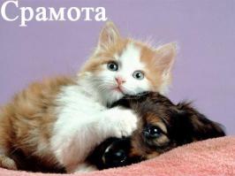 Проходил мимо , как то в зоомагазине)