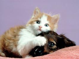 Котики и собачки в париках