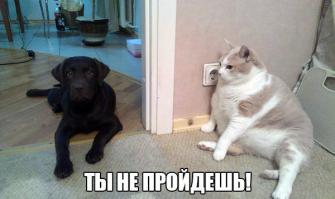 Вот это кот, толстопуз такой :)