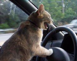 Шарик хорош спать ёпт...