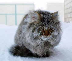 Клятые москали