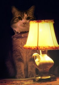 Кот, который видит смерть