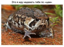 Какой сердитый кракозябр