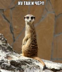 а вот сурикаты что-то знают...