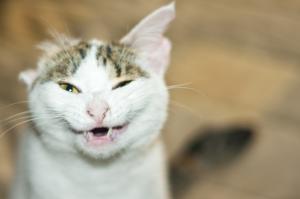 вот кошка, зовут - трешка... нет уха и лапки, зато теперь живет в домике,  а не на улице... сыта и довольна, вообщем жизнь удалась...