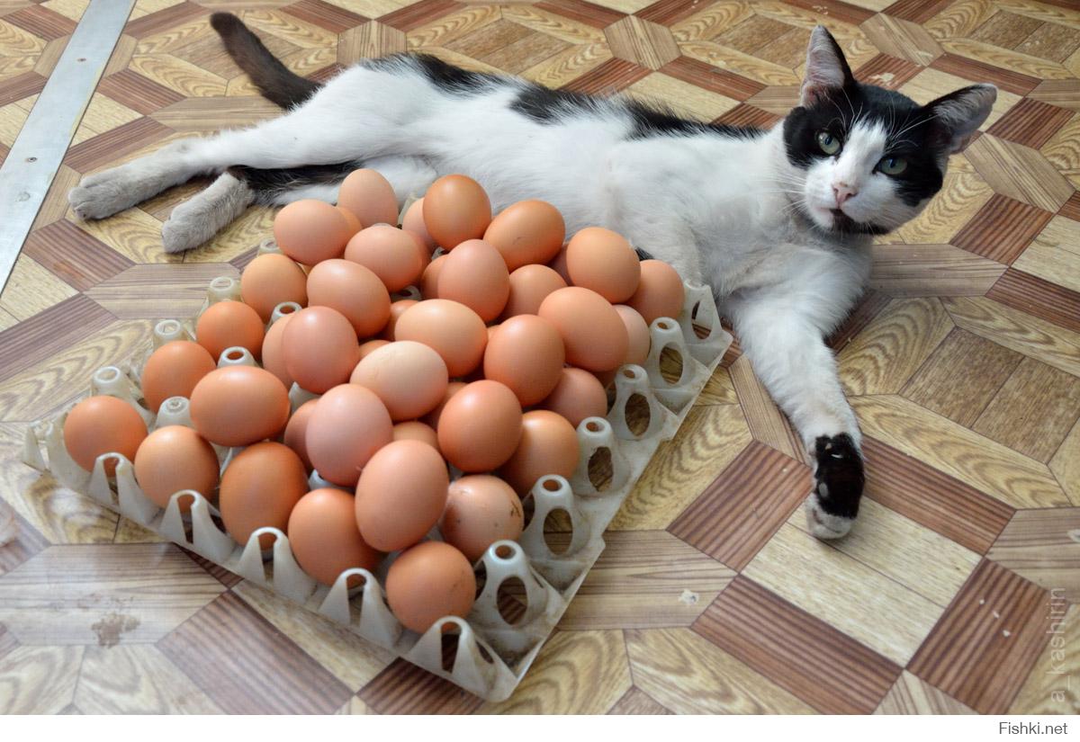 Можно коту яйцо. Кошачьи яйца. Яйцы кота. Коты с яйцами. Коты с яичками.