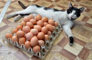 просто кот... с яйцами...
