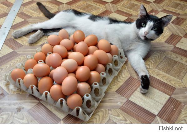 просто кот... с яйцами...