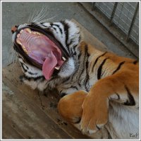 туповатенько... типичный амурлюканский жопно-сортирный юморок...