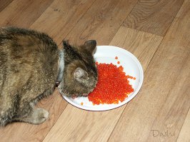 и котам тоже...