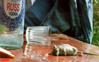 верной дорогой идете товарищи!!!