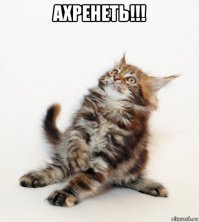 10 котов, прославившихся благодаря своему удивительному окрасу