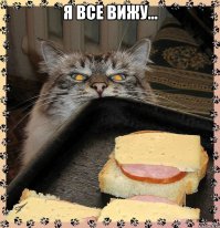 Кошки в магазине