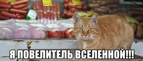Кошки в магазине