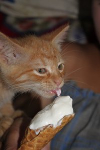 про котиков забыли...