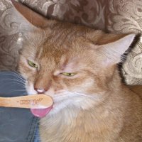 про котиков забыли...