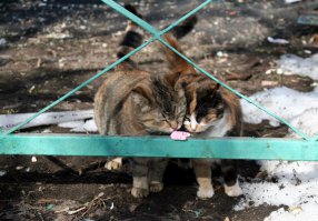 про котиков забыли...