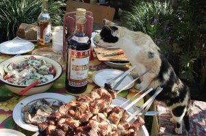 всем котам по рыбке, или шашлыку... алкоголь не предлагать...