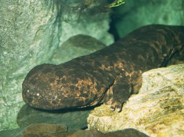 Как раз сегодня была новость о том, что китайцы сволочи жрут исполинских саламандр.

В Китае чиновников уличили в поедании мяса краснокнижной гигантской саламандры.