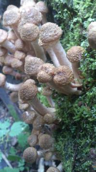 В подмосковье уже во всю пошли опята