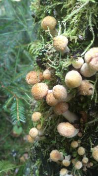 В подмосковье уже во всю пошли опята