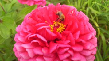 тоже иногда балуюсь макросъемкой...